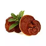 Ganoderma Lucidum: Combate el cáncer, fortalece los pulmones, y mejora la salud cardiovascular y la mente.