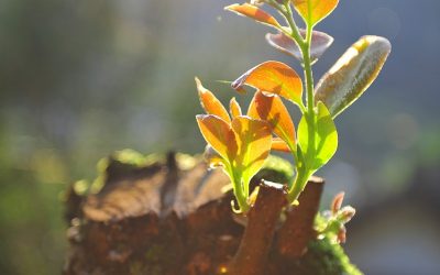 Cáncer de Hígado: Es Mejor Vivir Aunque Sólo Sea un Día Más