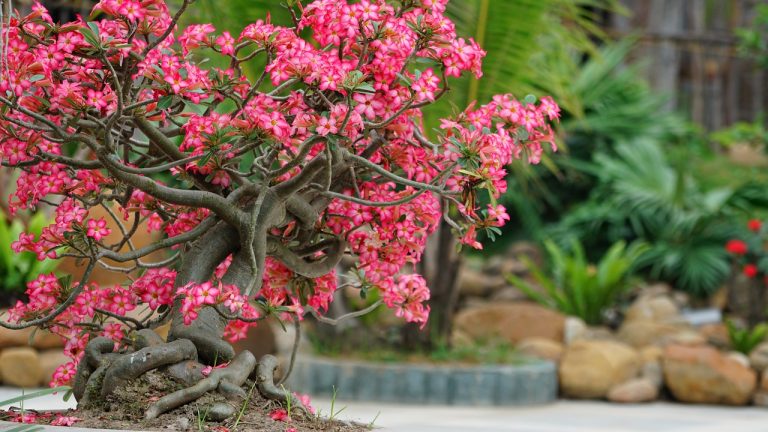 Testimonio de cáncer de ovario — Sra. Sato Hireko, Japón