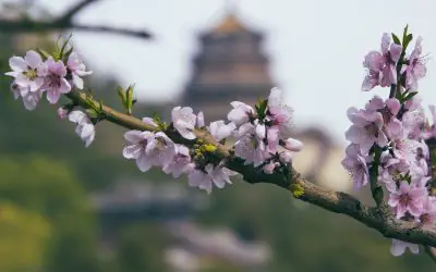 Cáncer de Pulmón: Tian Xian Demostró Ser Realmente Efectivo